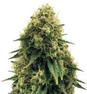 Gorilla Punch Auto