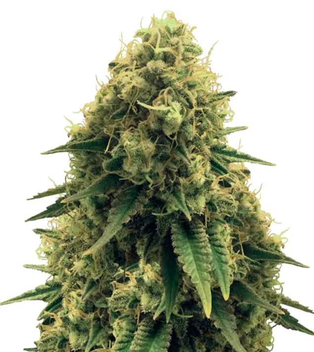 Gorilla Punch Auto