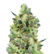 Mimosa Auto