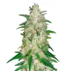 Pineapple Express Auto