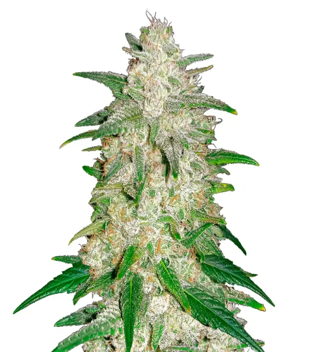 Pineapple Express Auto