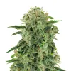 Tangie Auto