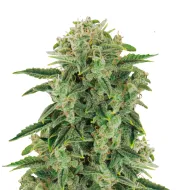 Tangie Auto