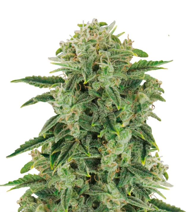 Tangie Auto