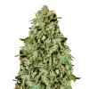 Tropicana Cookies Fast