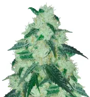 Cheesecake Auto