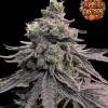 Apple Fritter