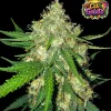 Cali Gelato Auto