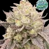 Kush Mints