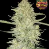 Mimosa Zkittlez Auto