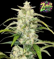 Zkittelz XL Auto