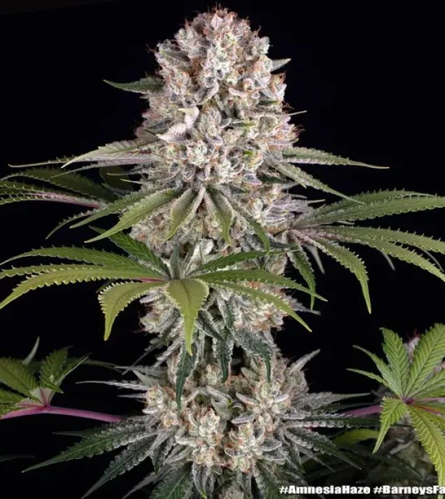 Amnesia Haze