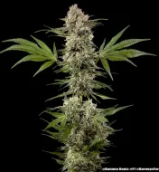 Banana Runtz F1