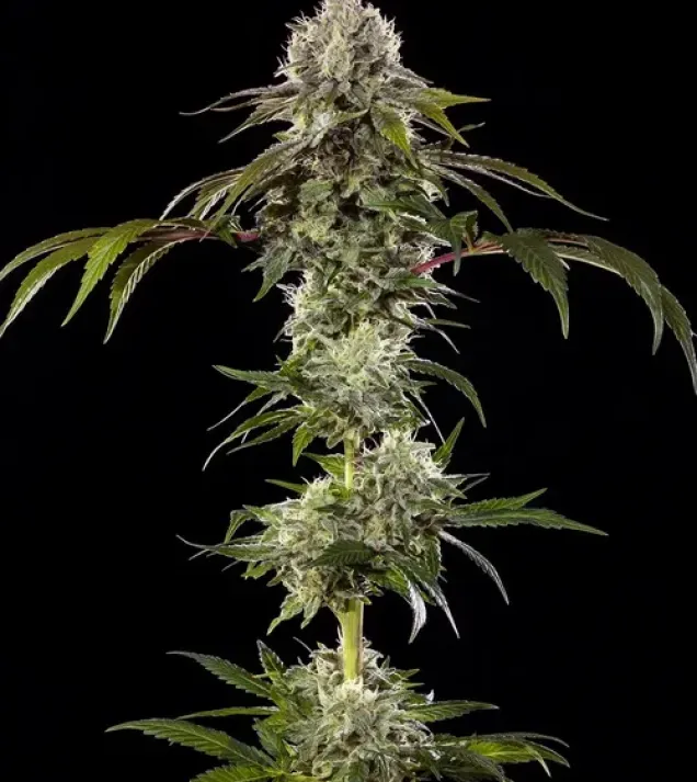 Durban Poison F1