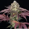 GrandDaddy Purple