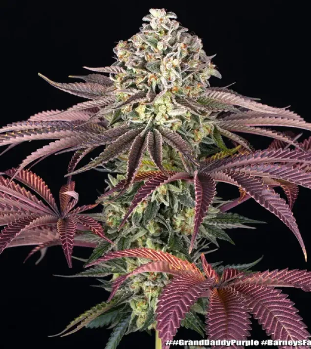GrandDaddy Purple