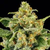 Skunk 1 Regular