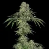 Jamaican Mountain
