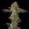 Sugar Rock