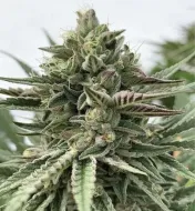 Humboldt Pound Cake
