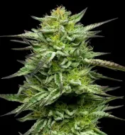 Mountaintop Mint