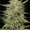 OG Kush