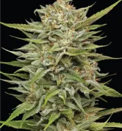 OG Kush