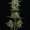 Vanilla Latte Auto