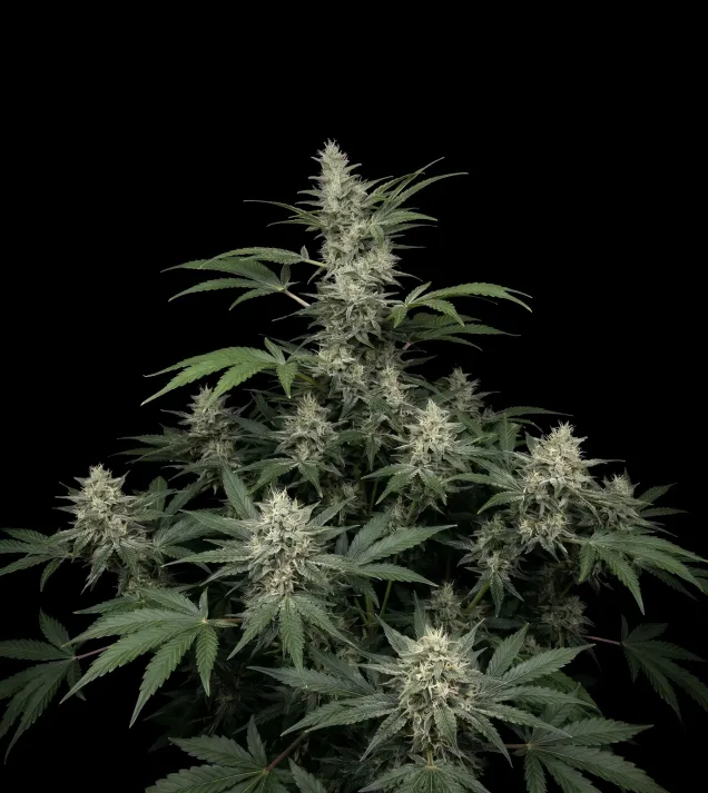 Papaya Triploid