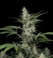 Papaya Triploid