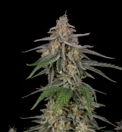 Tropical Storm F1 Auto