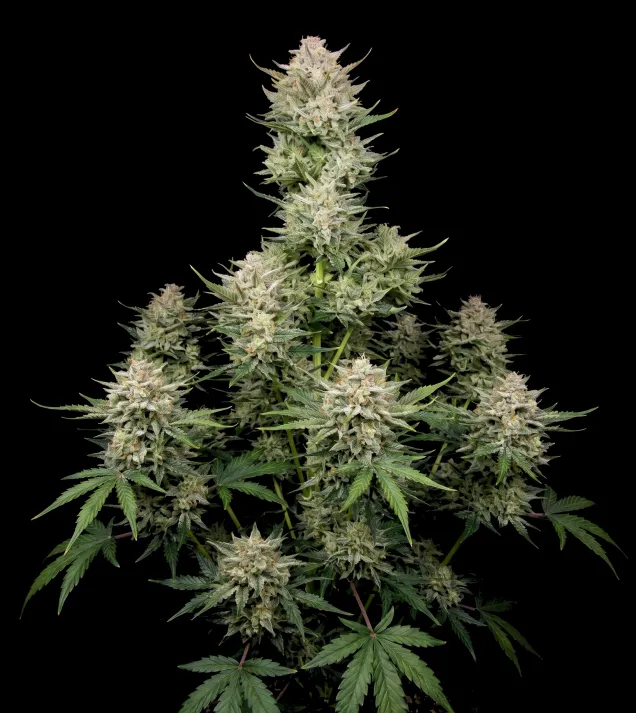 Berry Skunk F1 Auto