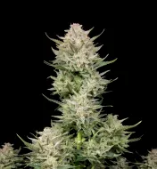 Berry Skunk F1 Auto