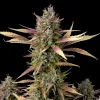 Cream and Cookies F1 Auto
