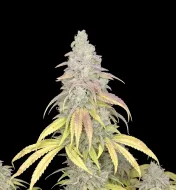 Critical F1 Auto