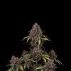 Purple Skunk F1 Auto