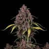 Purple Skunk F1 Auto