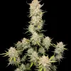 Amnesia F1 Auto