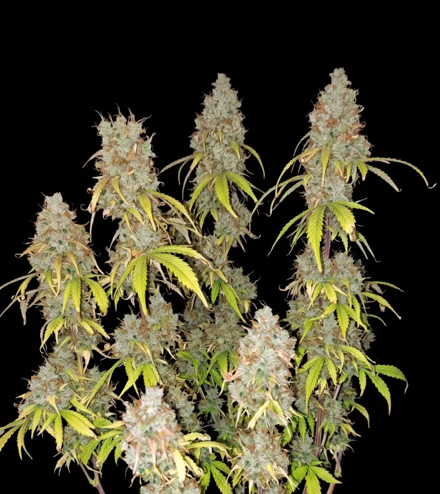 Northern Star F1 Auto