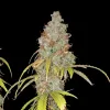 Northern Star F1 Auto