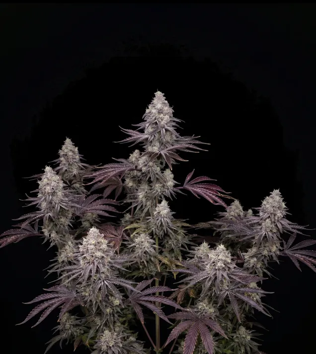 Cap Junky S1