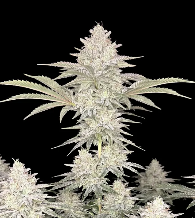 Guava Runtz
