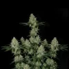 Kosher OG Kush