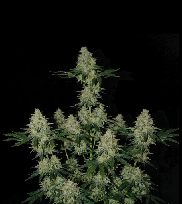 Kosher OG Kush