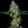Kosher OG Kush