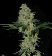 Kosher OG Kush