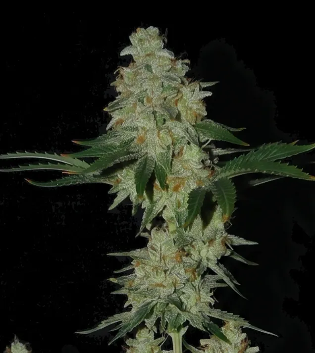 Kosher OG Kush