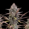 Pink Guava Fast