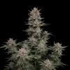 Tropicanna Cherry Auto