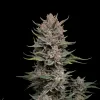 Tropicanna Cherry Auto